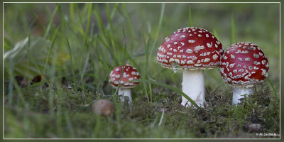 Vliegenzwam - Amanita muscaria