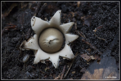 Gewimperde aardster - Geastrum fimbriatum 