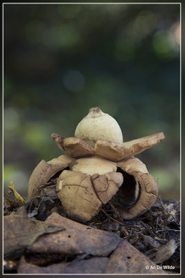 Gekraagde aardster - Geastrum triplex