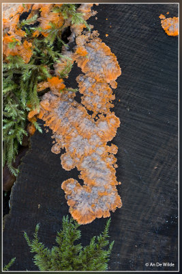 Oranje aderzwam - Phlebia radiata