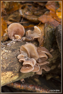 Echt judasoor - Auricularia auricula-judae 