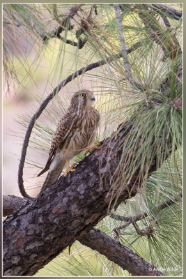 Torenvalk - Falco tinnunculus dacotiae