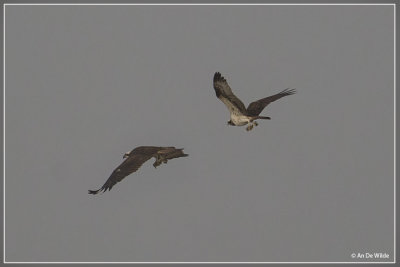 Visarend - Pandion haliaetus