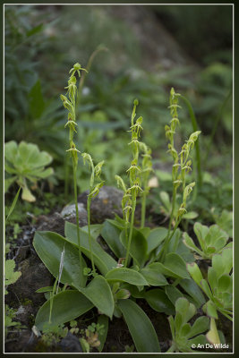 Habenaria tridactylites