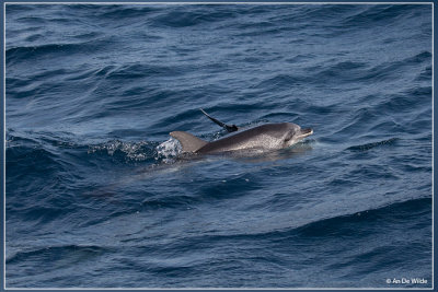 Atlantische gevlekte dolfijn - Stenella frontalis