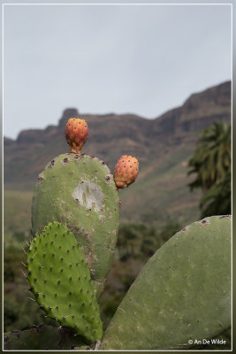 Vijgcactus - Opuntia ficus-indica 