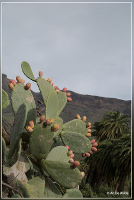 Vijgcactus - Opuntia ficus-indica 