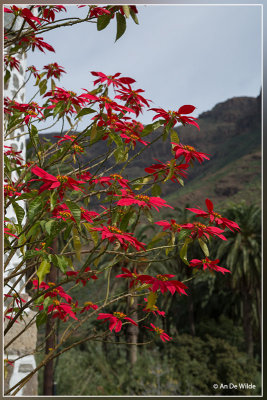 Kerstster - Euphorbia pulcherrima