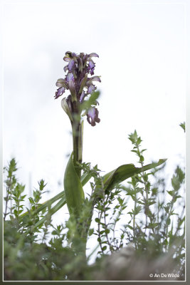 Himanthoglossum robertianum