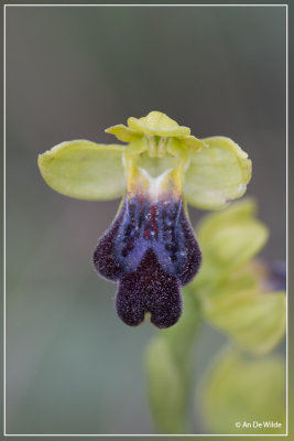 ophrys forestieri