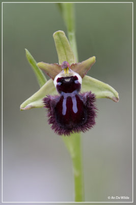 Ophrys incubacea - Zwarte spinnenorphrys