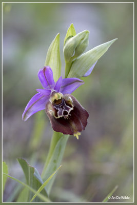 Ophrys  apulica 