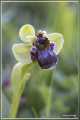 Ophrys bombyliflora - Weidehommelophrys