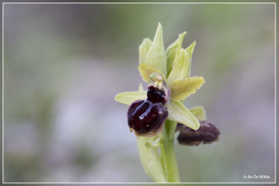 Ophrys passionis  ?
