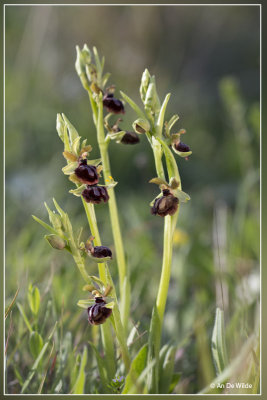 Ophrys passionis  