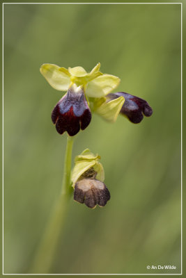 Ophrys lucifera ? 