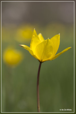 Tulipa Sylvatica