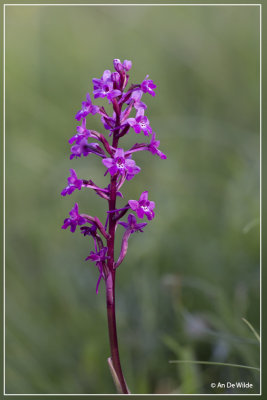 Orchis quadripunctata  Vierpuntjesorchis