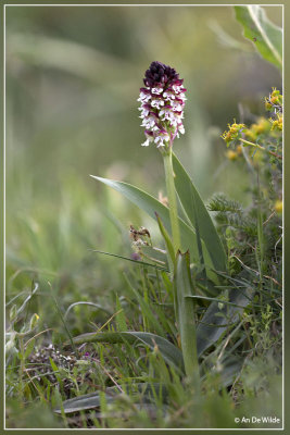 Neotinea ustulata - Aangebrande orchis