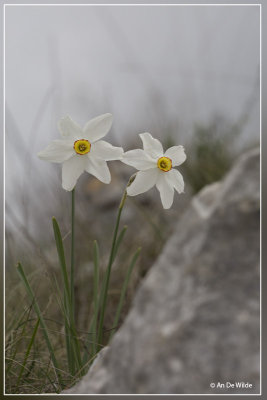 Narcissus poeticus - Witte narcis