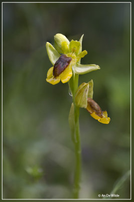 Ophrys lutea - Gele Ophrys
