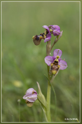 Ophrys tenthredinifera subsp. neglecta