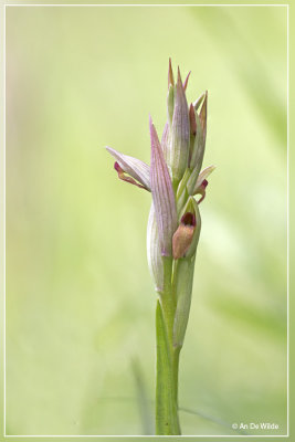 Serapias parviflora - Kleine tongorchis 