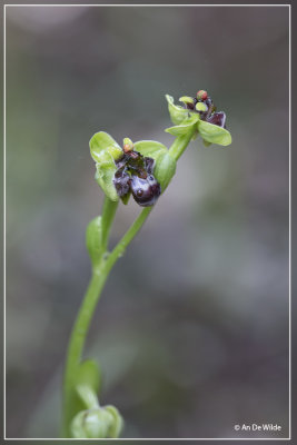 Ophrys bombylifera - Weidehommelophrys
