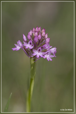  Anacamptis pyramidalis - Hondskruid