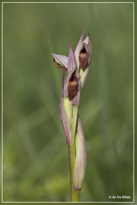 Serapias parviflora - Kleine tongorchis
