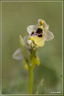 Ophrys neglecta ?
