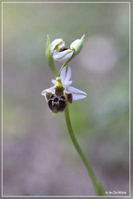 Ophrys oestrifera  subsp. montis-gargani