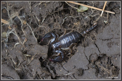 Italiaanse schorpioen - Euscorpius italicus