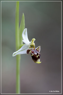Ophrys oestrifera subsp. montis-gargani