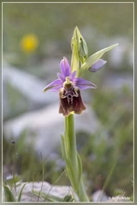 Ophrys apulica 