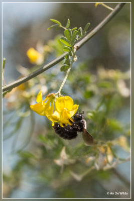 Blauwzwarte houtbij - Xylocopa violacea