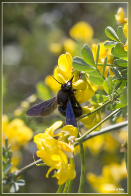 Blauwzwarte houtbij - Xylocopa violacea