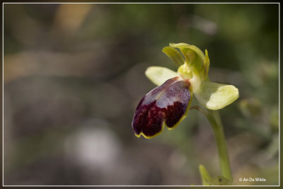 Ophrys lucifera 