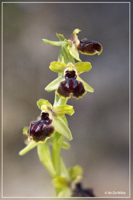 Ophrys passionis ?