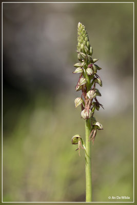 Orchis anthropophora - Poppenorchis