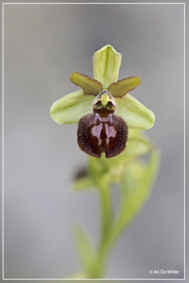 Ophrys classica ?