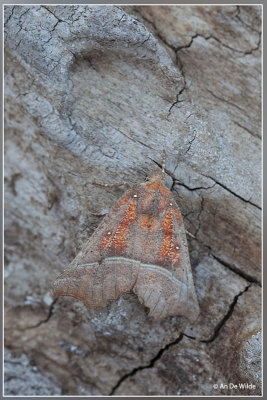 Roesje - Scoliopteryx libatrix