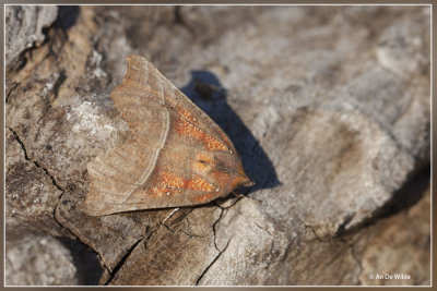 Roesje - Scoliopteryx libatrix