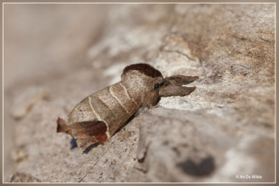 Bruine wapendrager - Clostera curtula