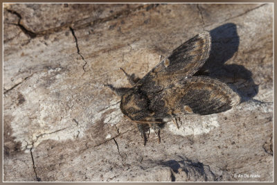 Wilgentandvlinder - Notodonta tritophus