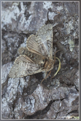 Lente-orvlinder - Achlya flavicornis ?