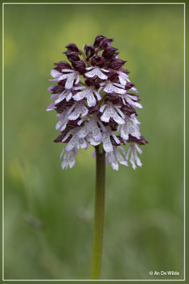 Purperorchis - Orchis purpurea
