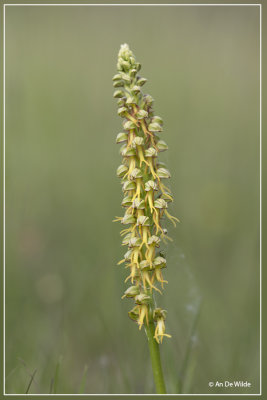 Poppenorchis - Orchis anthropophora