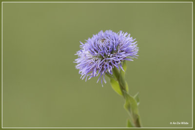 Kogelbloem - Globularia bisnagarica