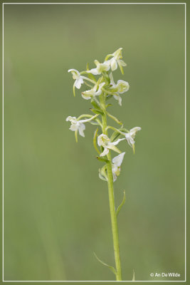 Bergnachtorchis - Platanthera chlorantha